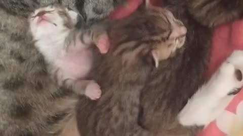 Stray Cat Was Pregnant With Four kittens