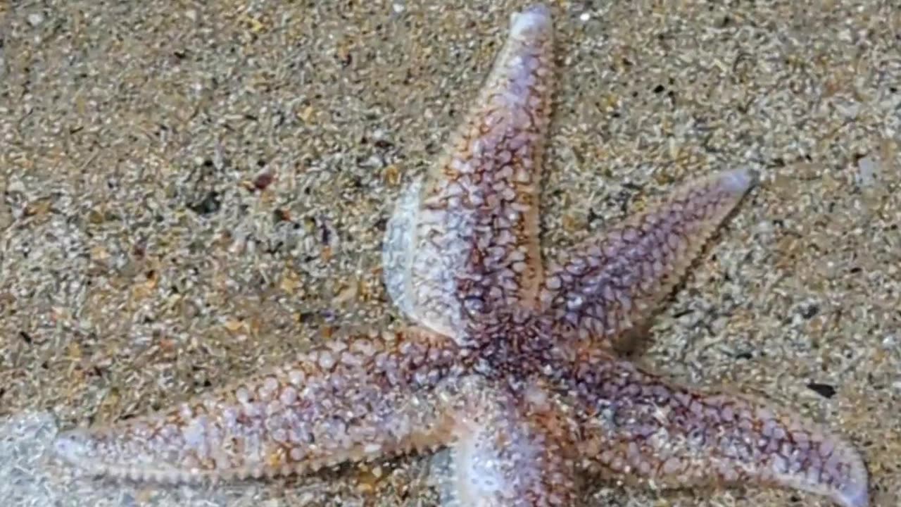 A starfish