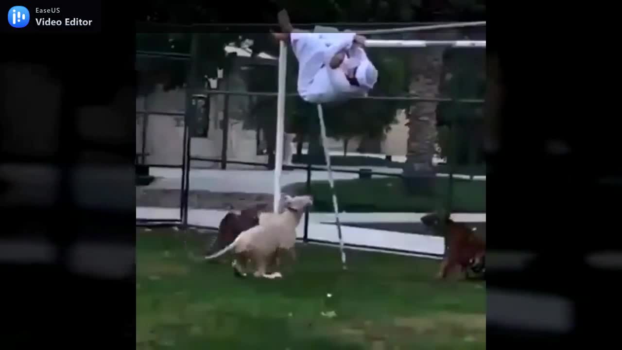 you dare to play with the lions.mp4