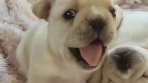 look at this cute puppy01