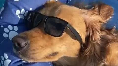Dog purely enjoying in the swimming pool.