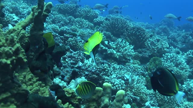 Schools of fish in reef communities in the undersea world