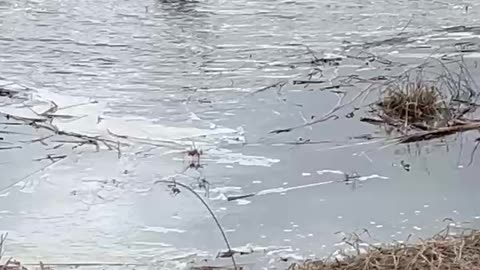 Blue HerON at the lake