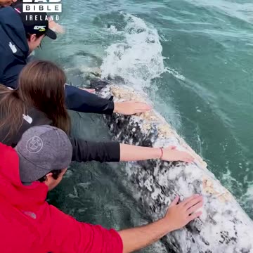 Friendly gray whale! 🐋