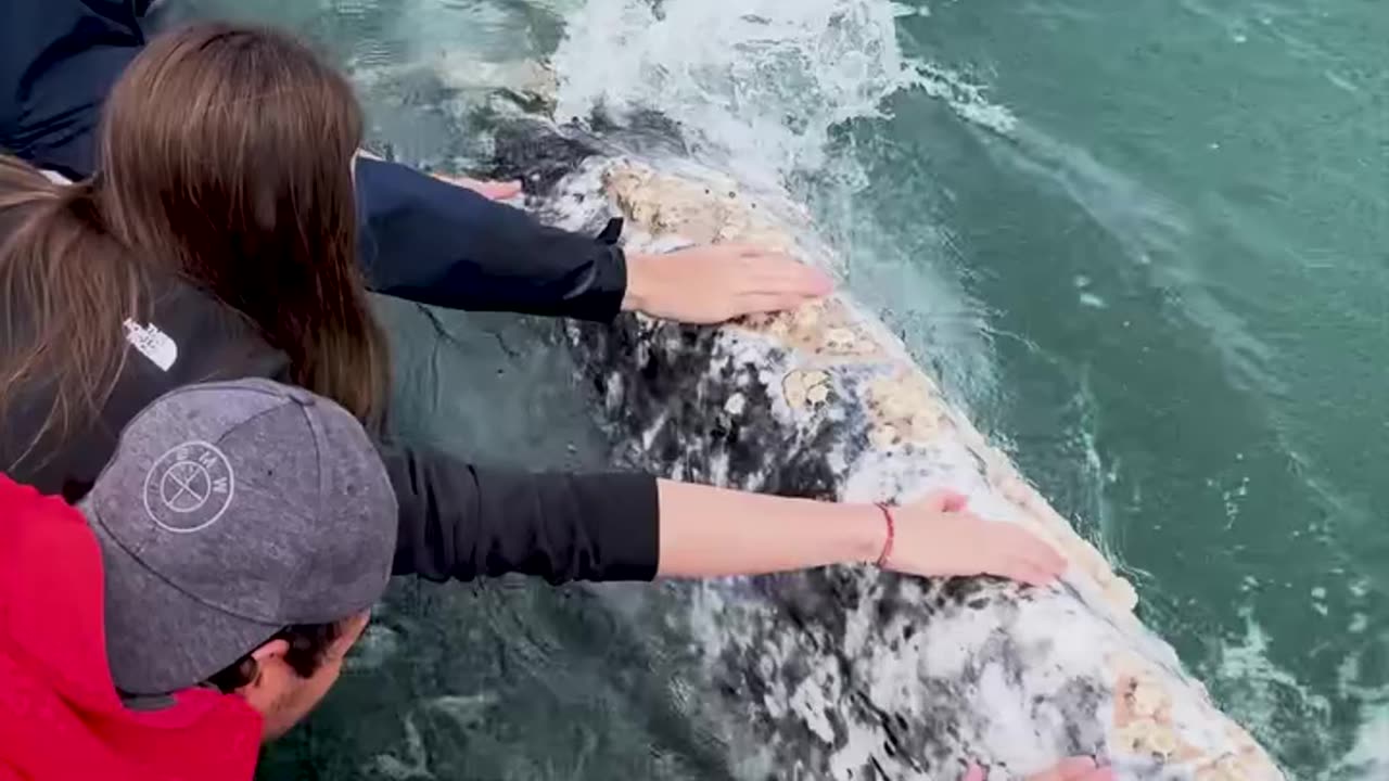 Friendly gray whale! 🐋