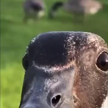 Goose selfie