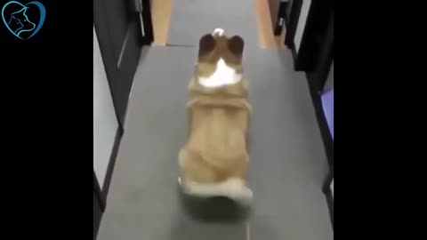dogs having fun