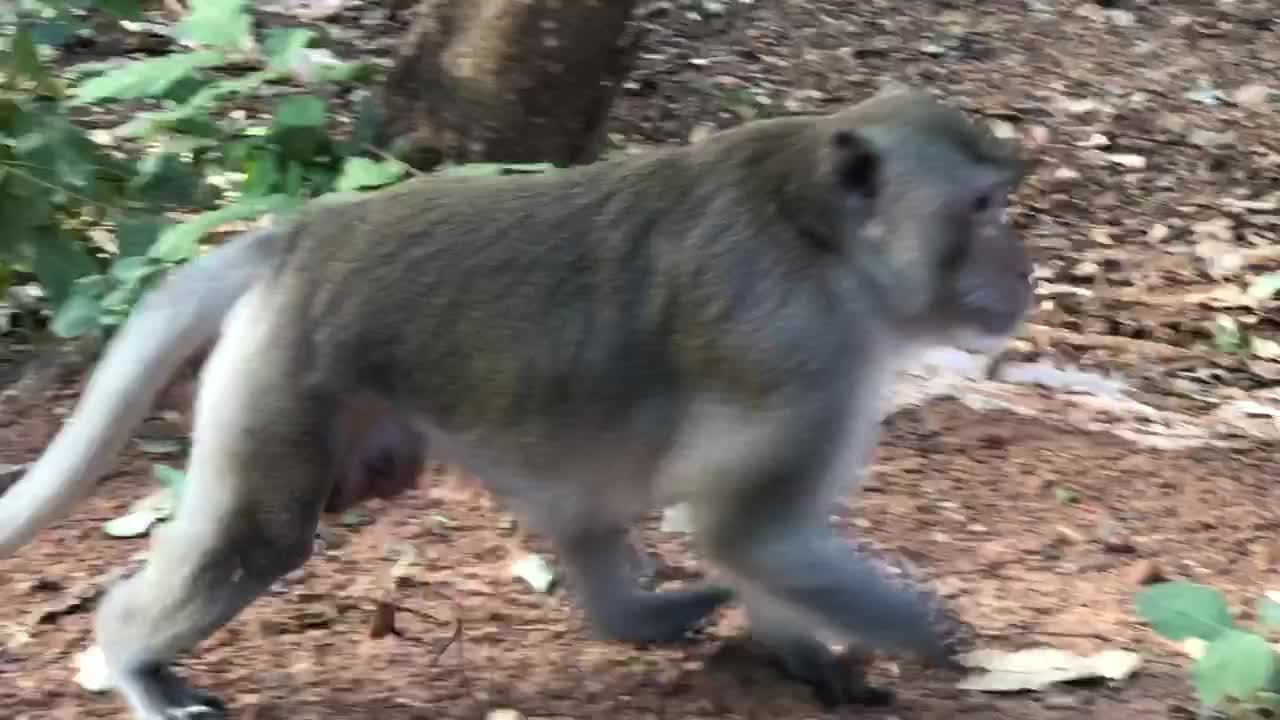 Monkeys