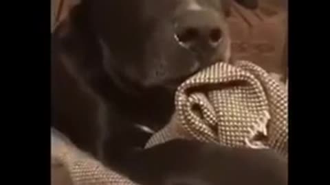 Funny Adorable Cute dog cries