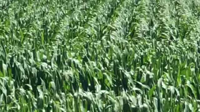 MycoMaxx Corn Season Part 3