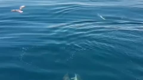 The beautiful dance of dolphins