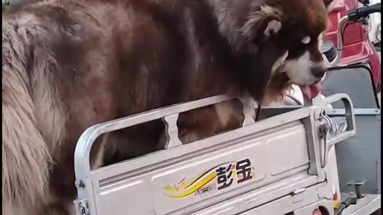 What is it like to own a 180-pound adorable pet?