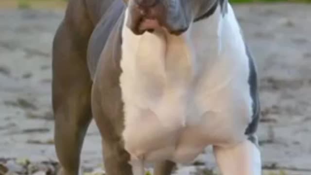 Female American bully || Dog's videos|| #short #americanbully #bully #dog #dogvideo