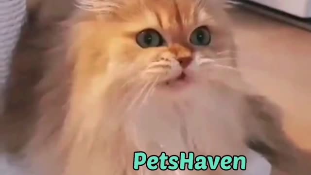 Silliest Cats Caught on Cam!