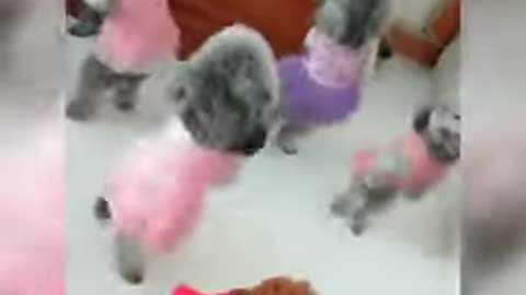 Baby dogs video💟💖