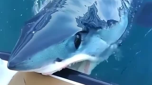 Just a mako saying hi!