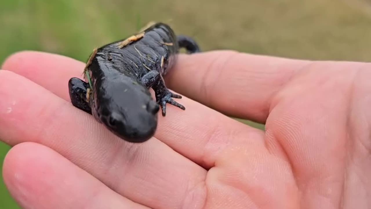 Ravine Salamander.