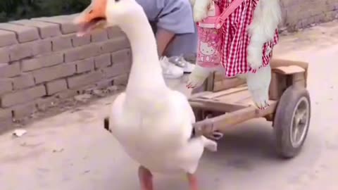 Puppy: The duck is here to take me to grandma’s house