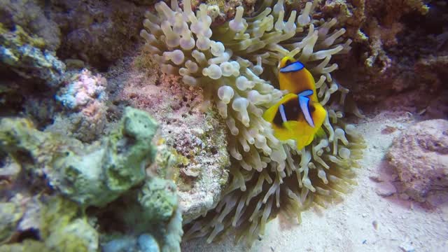 underwater world aquarium fish