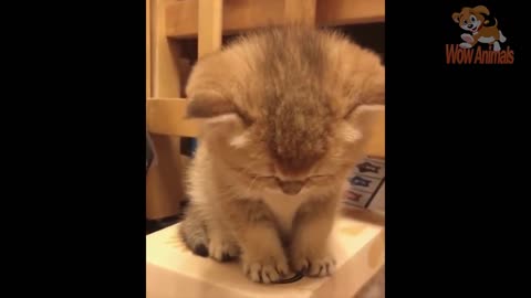 Cute Cats Doing Funny Things 😍 Cutest Cats In The World