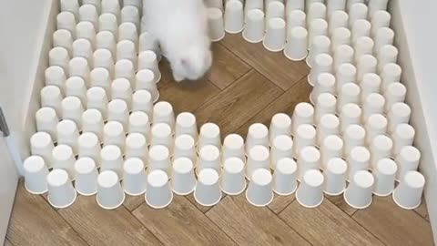 amazing skilled cat