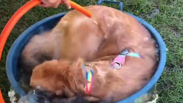 Funniest & Cutest Puppies-30 Minutes Of Non-Stop Puppy Entertainment