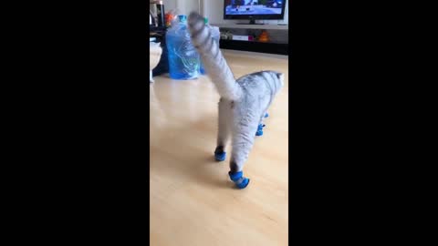 Funny cat