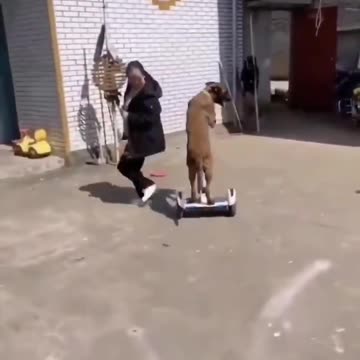 Chinese boy indian dog funny