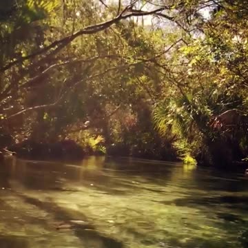 Snapping Turtle. Ocala National Forest. Silver River
