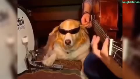 Funny videos