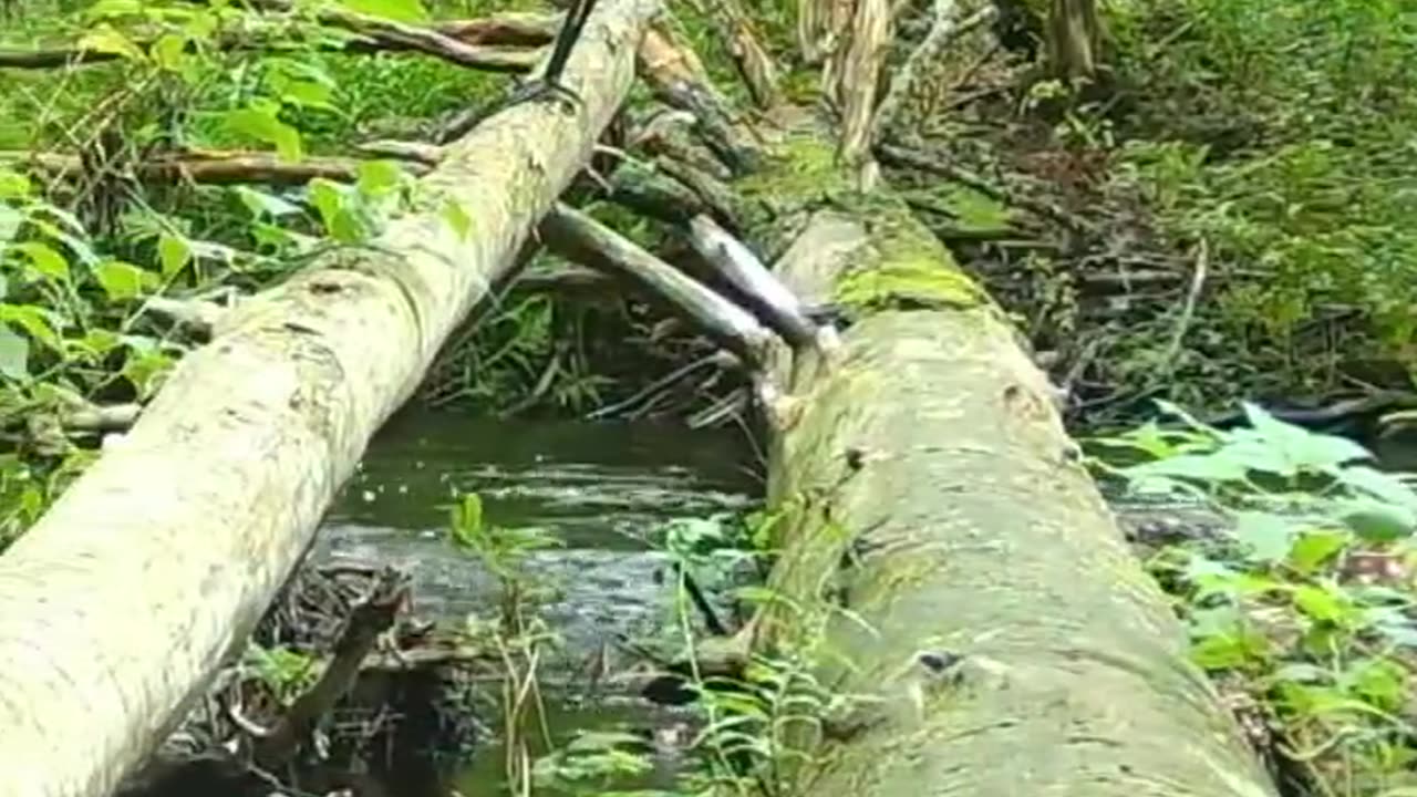 Secret Log in the Massachusetts forest🪵💦