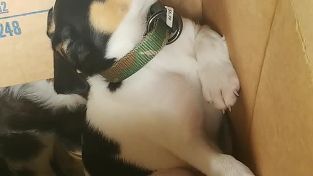 Brown white puppy in box with green collar