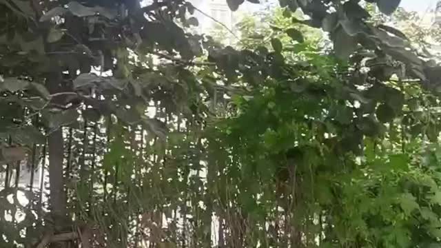This is a small forest