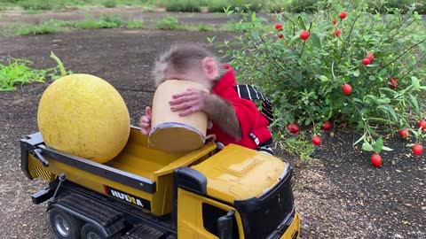 bibi goes to harvest fruit on the farm