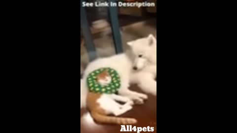 Cats funny videos 🤣