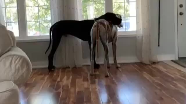 Great Dane Rests His Head On His Buddy's Back