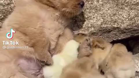 cute dog play with little dogs