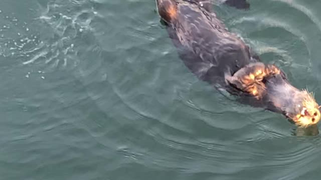 Twirling Otters in Morro Bay