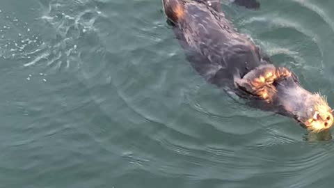 Twirling Otters in Morro Bay