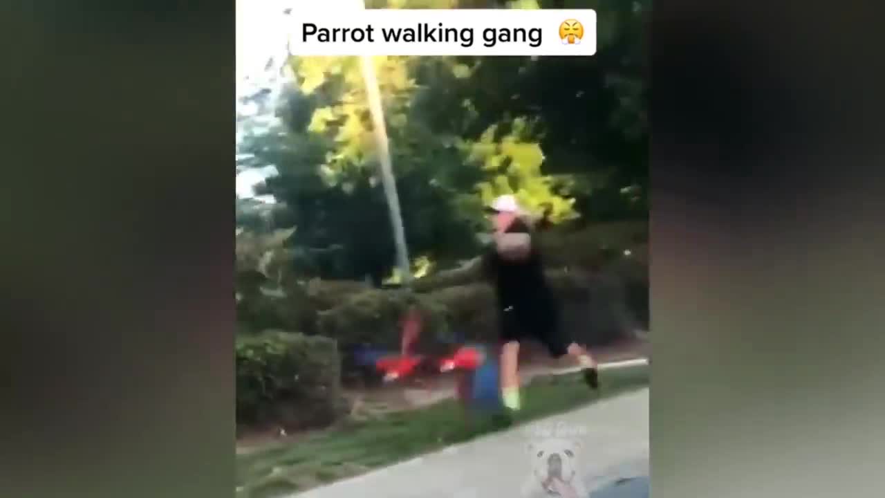 parrot talking, parrot sounds, parrot singing, parrot fish, parrot tv, parrotlet, parrot dancing, parrot talking funny, parrot minecraft, parrot alexa, parrot anafi, parrot anafi drone, parrot annoys cat, parrot and cat, parrot alexa shopping list, parrot