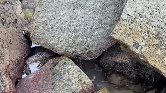 Seeing a lot of groupers that cannot be caught with bare hands, make harpoons and wait for