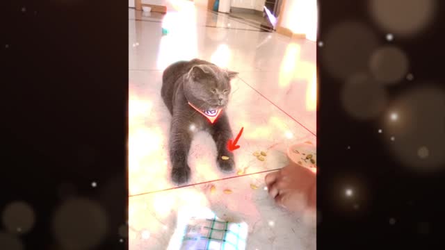 What kind of evil can a cat do