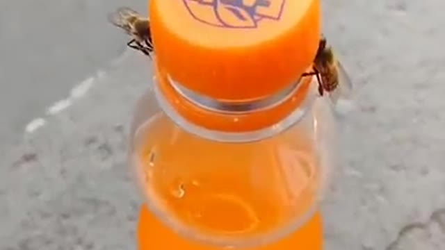 Bees opening a soda bottle now