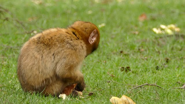 funny monkey eating