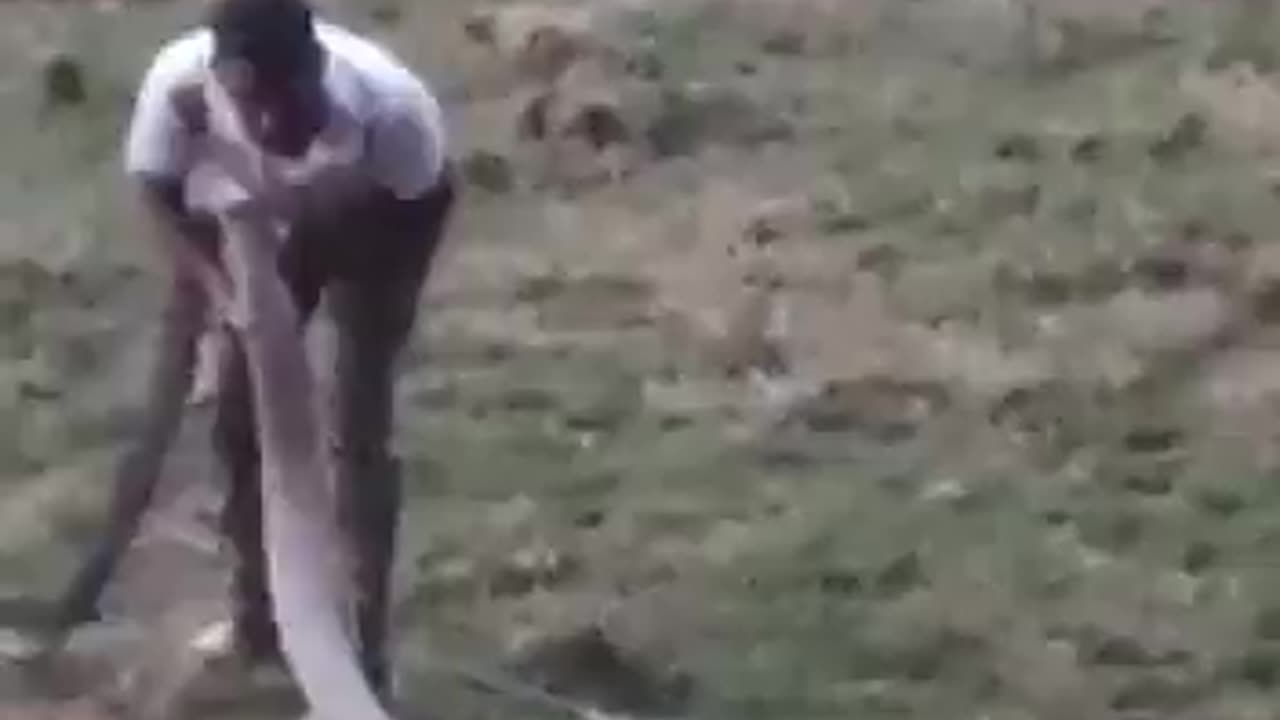 playing with a King Cobra in India