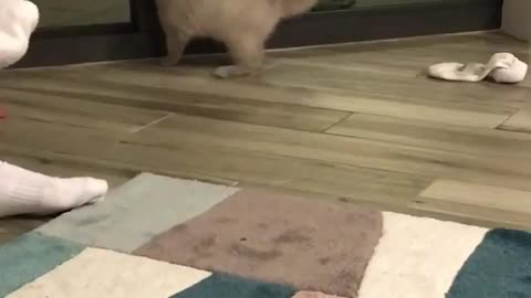 Cat plays dark glass door