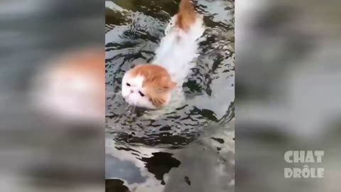 Very cute and crazy cat vol #4 - Swimming