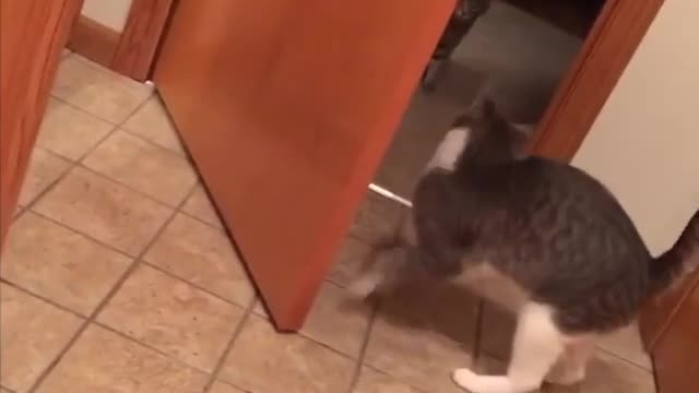 Collab copyright protection - cat bumps head on door