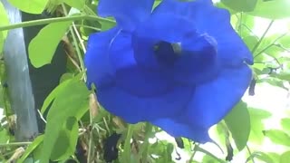 Linda rosa azul no museu de ciências, ela é extremamente bonita [Nature & Animals]