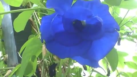 Linda rosa azul no museu de ciências, ela é extremamente bonita [Nature & Animals]